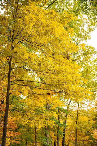 Backlit Autumn Yellow Foliage in Clifty Creek Park-Southern Indiana Black Ornate Wood Framed Art Print with Double Matting by Miller, Anna