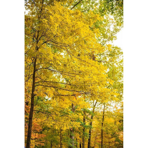 Backlit Autumn Yellow Foliage in Clifty Creek Park-Southern Indiana Black Modern Wood Framed Art Print with Double Matting by Miller, Anna