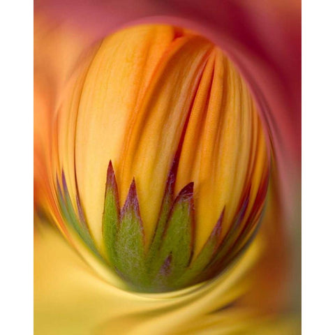 Indiana, Carmel Close-up of gerbera daisy bud Black Modern Wood Framed Art Print by Kelley, David