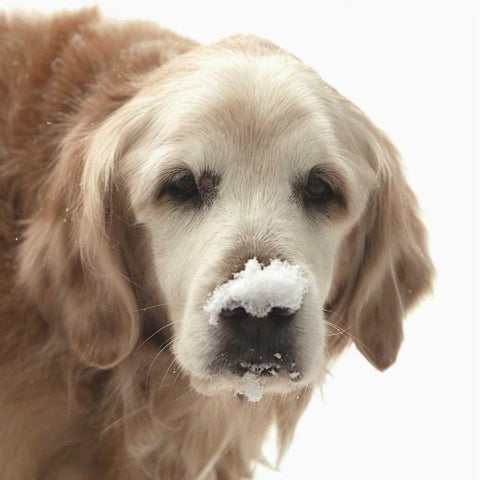 Indiana, Carmel Golden retriever in snow Black Modern Wood Framed Art Print by Kaveney, Wendy