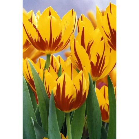 Indiana, Indianapolis Tulips at Garfield Park Black Modern Wood Framed Art Print by Kaveney, Wendy