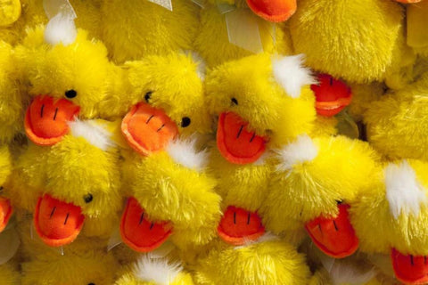 Indiana, Indianapolis Display of stuffed ducks Black Ornate Wood Framed Art Print with Double Matting by Kaveney, Wendy