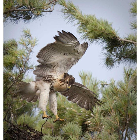 Indiana, Indianapolis Young red-tailed hawk Black Modern Wood Framed Art Print by Kaveney, Wendy