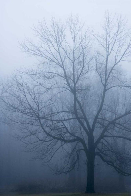 Image Only