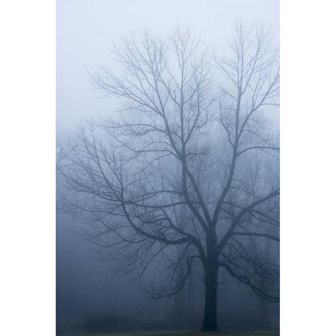 USA, Indiana Skeleton tree in fog Black Modern Wood Framed Art Print by Kaveney, Wendy