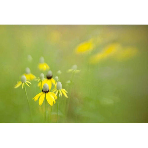 Indianapolis Wild grey-headed coneflowers Black Modern Wood Framed Art Print by Kaveney, Wendy