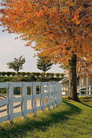 White fences-Keeneland race track-Lexington-Kentucky Black Ornate Wood Framed Art Print with Double Matting by Jones, Adam