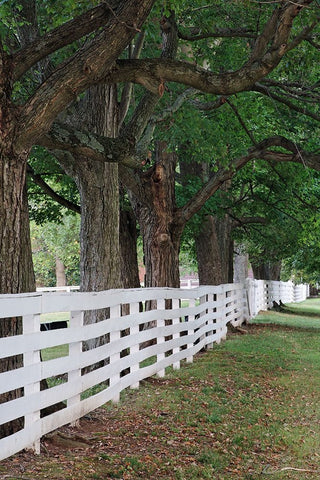 Gate and white wooden fence and overhanging trees-Shaker Village of Pleasant Hill White Modern Wood Framed Art Print with Double Matting by Jones, Adam
