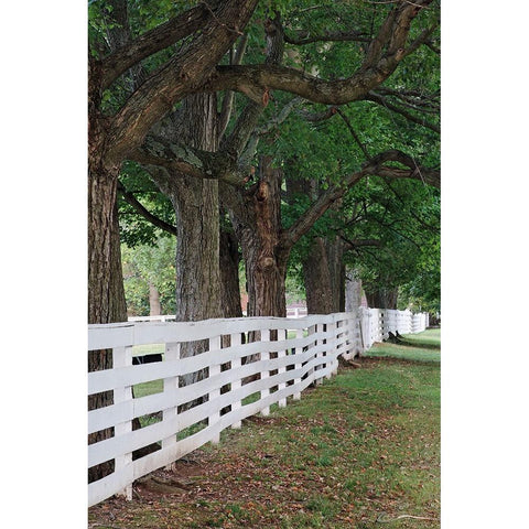 Gate and white wooden fence and overhanging trees-Shaker Village of Pleasant Hill Black Modern Wood Framed Art Print with Double Matting by Jones, Adam