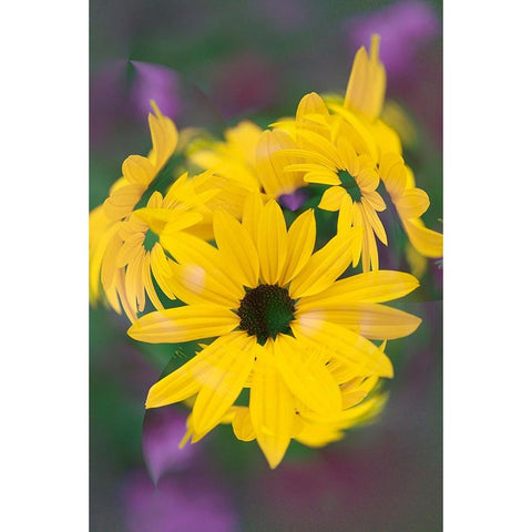 Coreopsis Flower-Louisville-Kentucky Black Modern Wood Framed Art Print with Double Matting by Jones, Adam