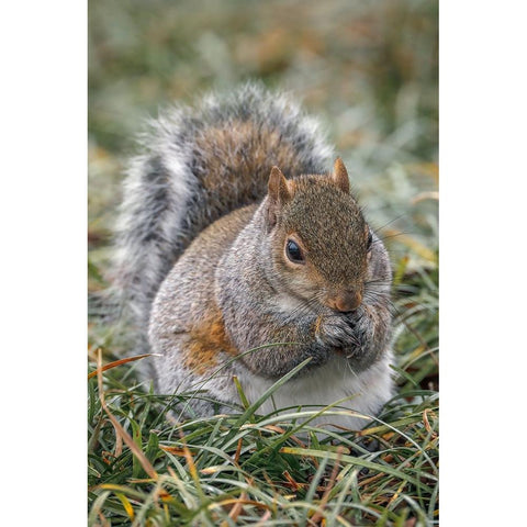 Eastern gray squirrel-Kentucky Black Modern Wood Framed Art Print with Double Matting by Jones, Adam