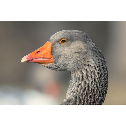 French Toulouse Goose-Kentucky Black Modern Wood Framed Art Print by Jones, Adam