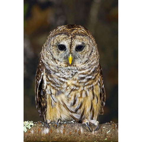 Barred owl-Kentucky Black Modern Wood Framed Art Print with Double Matting by Jones, Adam