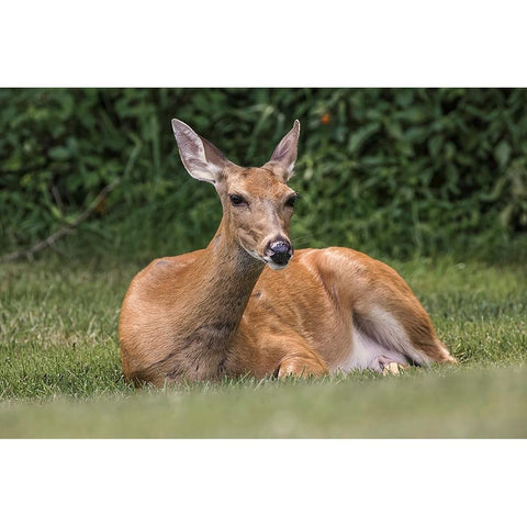 White-tailed deer lying down resting-Kentucky White Modern Wood Framed Art Print by Jones, Adam