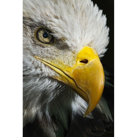 Close-up portrait of Bald eagle-Kentucky White Modern Wood Framed Art Print by Jones, Adam