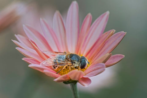 Fly mimicking a bee-Kentucky Black Ornate Wood Framed Art Print with Double Matting by Jones, Adam