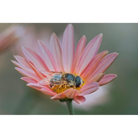 Fly mimicking a bee-Kentucky Black Modern Wood Framed Art Print by Jones, Adam