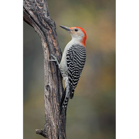 Male Red-bellied woodpecker in autumn-Kentucky White Modern Wood Framed Art Print by Jones, Adam