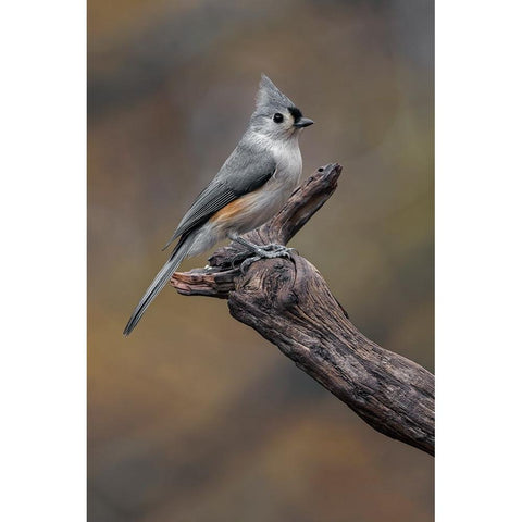 Tufted titmouse-Kentucky Gold Ornate Wood Framed Art Print with Double Matting by Jones, Adam
