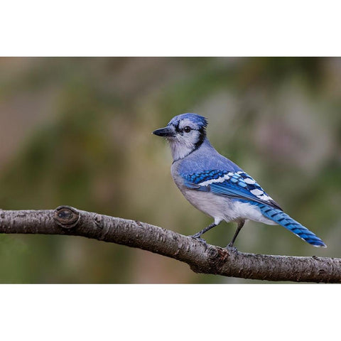 Blue jay in autumn-Kentucky White Modern Wood Framed Art Print by Jones, Adam