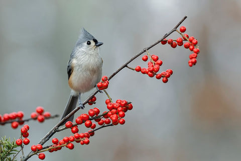 Tufted titmouse and red berries-Kentucky White Modern Wood Framed Art Print with Double Matting by Jones, Adam