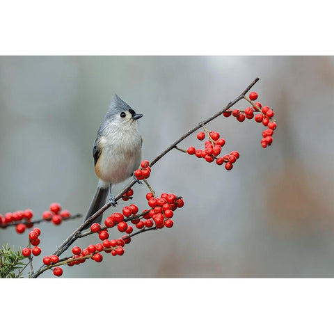 Tufted titmouse and red berries-Kentucky Black Modern Wood Framed Art Print by Jones, Adam