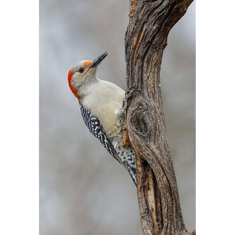 Female Red-bellied woodpecker and red berries-Kentucky Black Modern Wood Framed Art Print with Double Matting by Jones, Adam