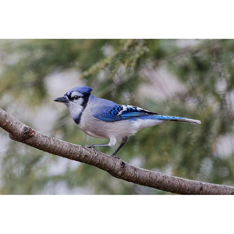 Blue jay in winter-Kentucky Gold Ornate Wood Framed Art Print with Double Matting by Jones, Adam