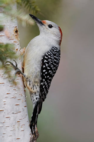 Female Red-bellied woodpecker-Melanerpes carolinus and red berries-Kentucky White Modern Wood Framed Art Print with Double Matting by Jones, Adam