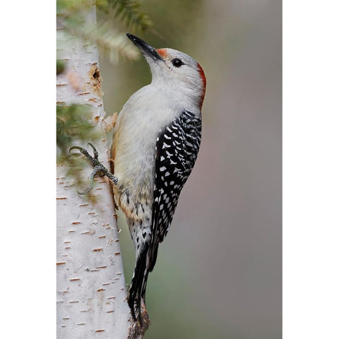 Female Red-bellied woodpecker-Melanerpes carolinus and red berries-Kentucky Black Modern Wood Framed Art Print by Jones, Adam