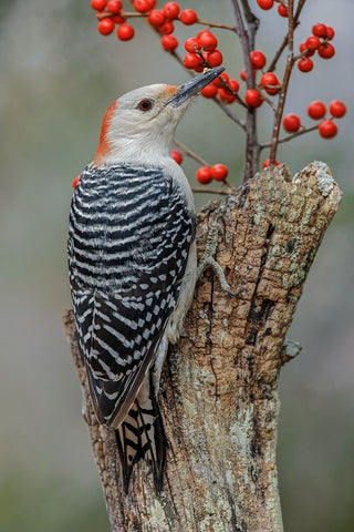 Female Red-bellied woodpecker and red berries-Kentucky White Modern Wood Framed Art Print with Double Matting by Jones, Adam