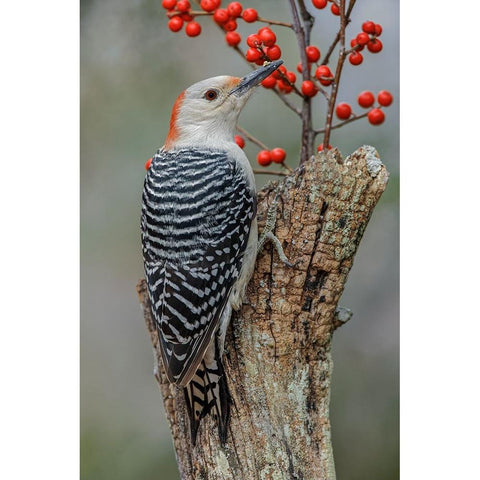 Female Red-bellied woodpecker and red berries-Kentucky White Modern Wood Framed Art Print by Jones, Adam