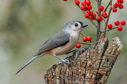 Tufted titmouse and red berries-Kentucky White Modern Wood Framed Art Print with Double Matting by Jones, Adam