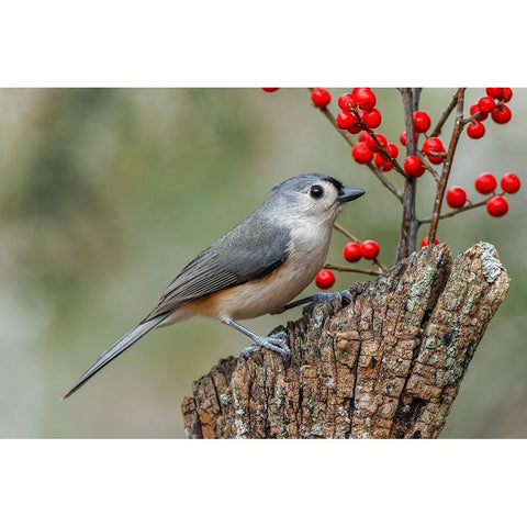 Tufted titmouse and red berries-Kentucky Black Modern Wood Framed Art Print by Jones, Adam
