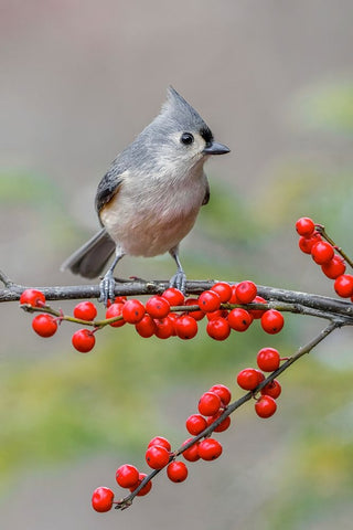 Tufted titmouse and red berries-Kentucky White Modern Wood Framed Art Print with Double Matting by Jones, Adam