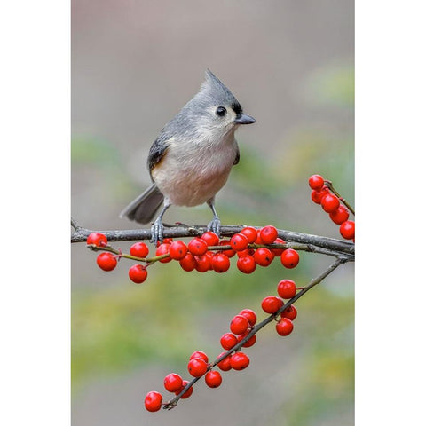 Tufted titmouse and red berries-Kentucky Black Modern Wood Framed Art Print by Jones, Adam