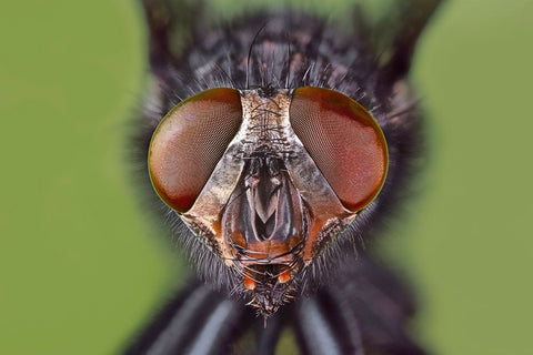 Extreme close-up of house fly head and face-Kentucky Black Ornate Wood Framed Art Print with Double Matting by Jones, Adam