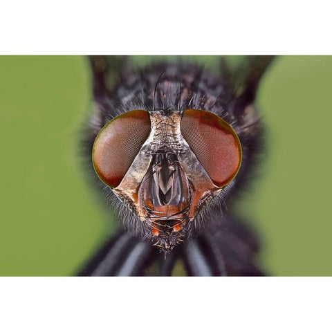 Extreme close-up of house fly head and face-Kentucky Gold Ornate Wood Framed Art Print with Double Matting by Jones, Adam