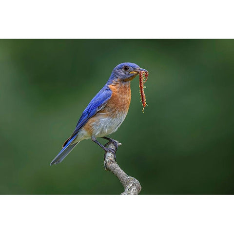 Male Eastern bluebird with centipede-Kentucky Black Modern Wood Framed Art Print with Double Matting by Jones, Adam