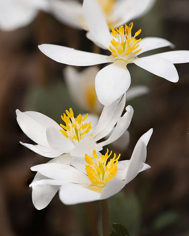 Bloodroot flowers The Parklands-Louisville-Kentucky Black Ornate Wood Framed Art Print with Double Matting by Jones, Adam