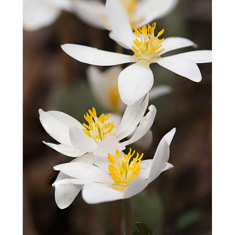 Bloodroot flowers The Parklands-Louisville-Kentucky Black Modern Wood Framed Art Print by Jones, Adam