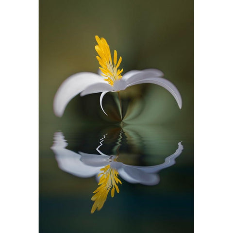 Bloodroot flower and reflection The Parklands-Louisville-Kentucky Gold Ornate Wood Framed Art Print with Double Matting by Jones, Adam