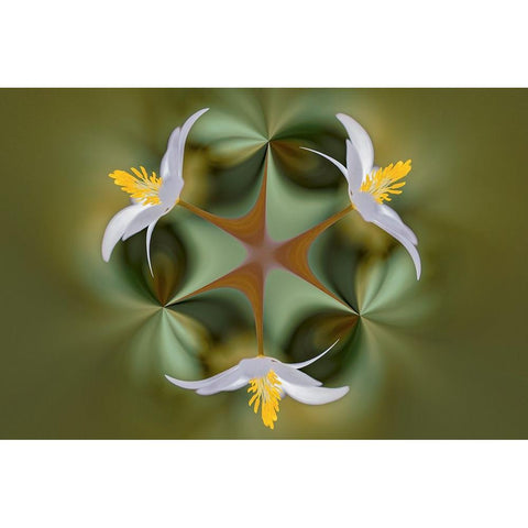 Bloodroot flower The Parklands-Louisville-Kentucky Gold Ornate Wood Framed Art Print with Double Matting by Jones, Adam