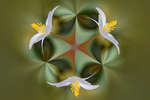 Bloodroot flower The Parklands-Louisville-Kentucky White Modern Wood Framed Art Print with Double Matting by Jones, Adam