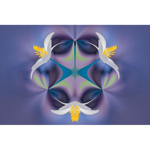 Bloodroot flower The Parklands-Louisville-Kentucky Black Modern Wood Framed Art Print by Jones, Adam