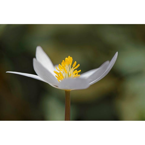 Bloodroot flower The Parklands-Louisville-Kentucky White Modern Wood Framed Art Print by Jones, Adam
