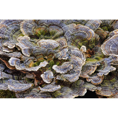 Turkey tail bracket fungi The Parklands-Louisville-Kentucky Gold Ornate Wood Framed Art Print with Double Matting by Jones, Adam