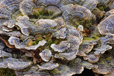 Turkey tail bracket fungi The Parklands-Louisville-Kentucky Black Ornate Wood Framed Art Print with Double Matting by Jones, Adam