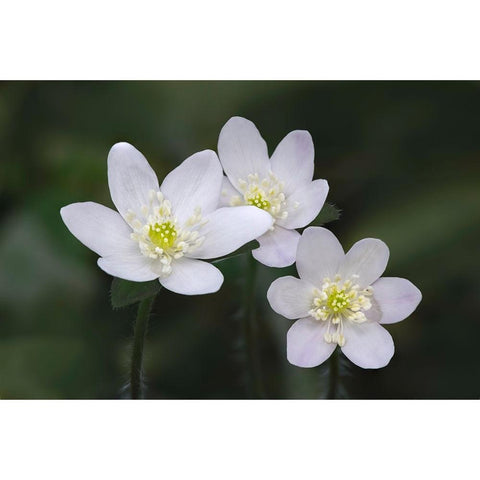 Trio of wood anemone flowers-The Parklands-Louisville-Kentucky Black Modern Wood Framed Art Print by Jones, Adam