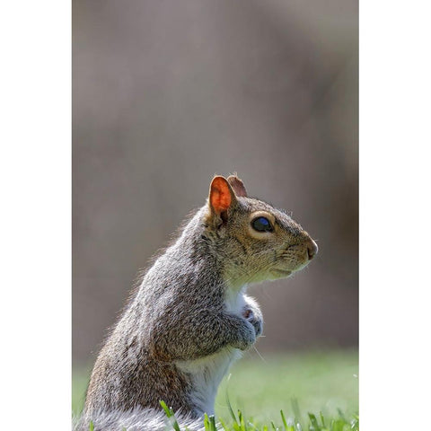 Eastern gray squirrel-Kentucky Black Modern Wood Framed Art Print by Jones, Adam